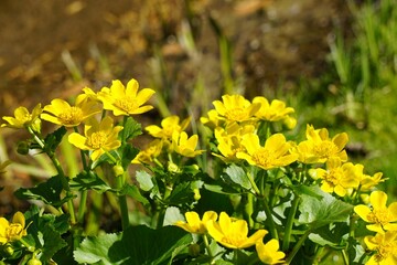 Vibrant and lush scene featuring an array of small Marsh Marigold flowers