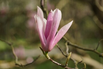 A single pink Magnolia Flower blossom is growing on a delicate, green branch