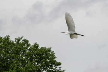 Graceful white egret soaring through a cloudy, gray sky with a tall, leafy tree on the background