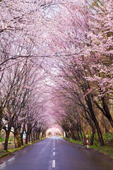 日本、青森、弘前、オオヤマザクラネックレスロードの桜並木