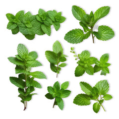 Mint leaves with soft shadows on a transparent background. Set of mint leaves without background PNG