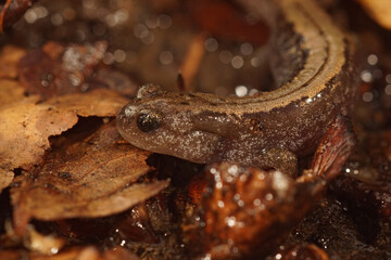 Closeup of the Russian Siberian salamander, salamandrella keyserlingii sitting on the forest floor