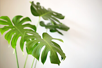 Beautiful monstera deliciosa or Swiss cheese plant on white background.