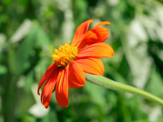 orange flower in the garden