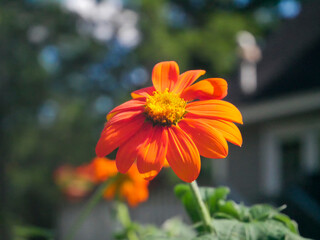 orange flower in garden