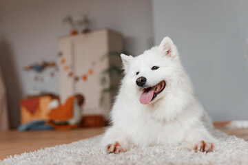 Beautiful Samoyed dog is resting in a bright room. Beloved pet in the natural atmosphere of home.