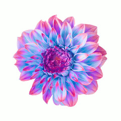 flower in pink and blue color isolated on white background. unusual coloring of dahlia.