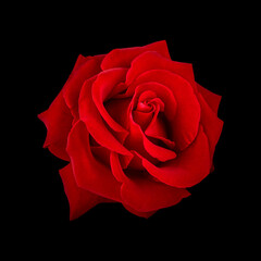 beautiful red rose flower isolated on black background. for design invitations