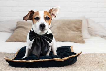 cute jack russel terrier sitting front on bed with beautiful black bow