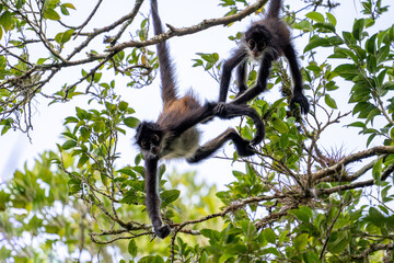 Yucatán spider monkey with baby