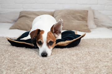 sad adorable jack russel dog laying on bed