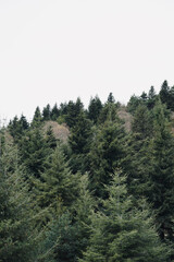 Fototapeta na wymiar Green fir trees, nature landscape with white cloudy sky. 
