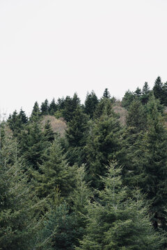 Green fir trees, nature landscape with white cloudy sky. © Karen Images