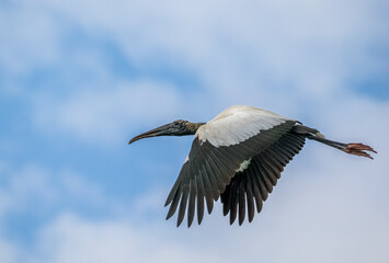 A single Wood Stork flying at Wakodahatchee Wetlands in Delray Beach Florida USA