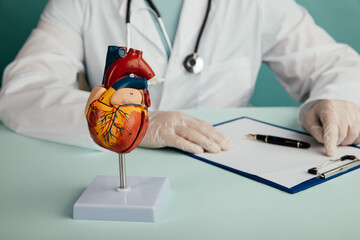 Anatomical model of the heart on the doctor's table