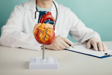 Anatomical model of the heart on the cardiologist's table. Close-up