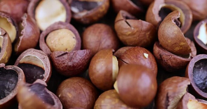 Unpeeled dried macadamia nuts after harvest, useful macadamia nuts in unpeeled but sawn hard shell