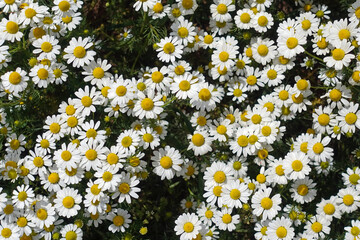chamomile flowers herbal flowering plant springtime background close up