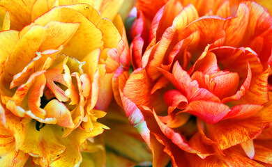 Photos of bright beautiful tulips - 595306675