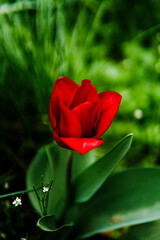 red tulip