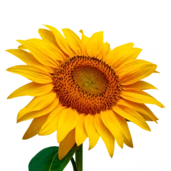 Poster Photo of sunflower flower in sunlight, isolated on transparent background © Forgem