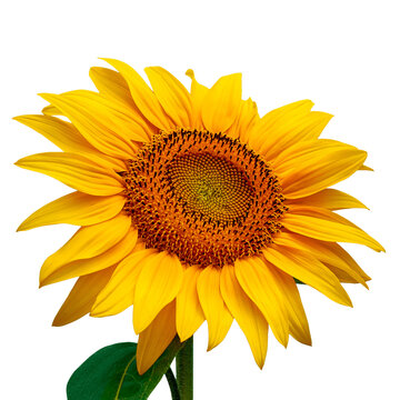 Photo of sunflower flower in sunlight, isolated on transparent background