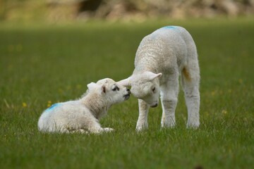 lambs in the field