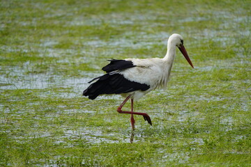 White stork foraging in the Leine meadows (Ciconia ciconia) Ciconiidae family. Hanover, Germany.