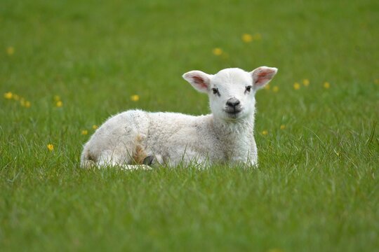 lamb in the field