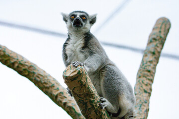 Animal wildlife in nature 