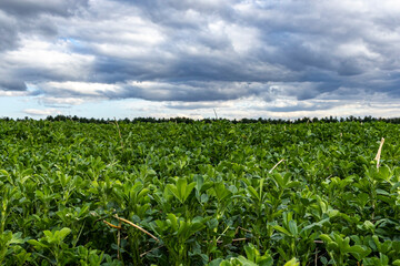 Fototapeta na wymiar An alfalfa hay field at ground level with storm clouds.