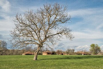 Rural landscape with tree in early spring in sunny day