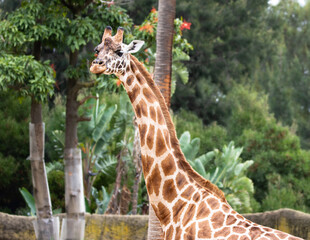 Animal wildlife in nature 