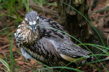 Animal wildlife in nature 