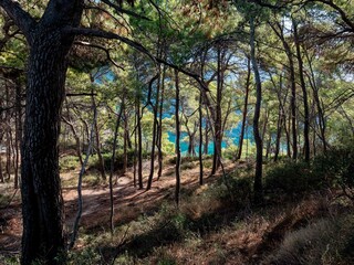 Pineta con scorcio di mare cristallino alle Isole Tremiti