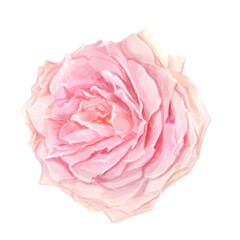 Watercolor Pink rose deep focus isolated background clipart