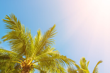 Tropical Background with palm