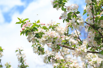 Blooming apple tree in the spring garden. Natural texture of flowering. Close up of white flowers on a tree. Against the blue sky