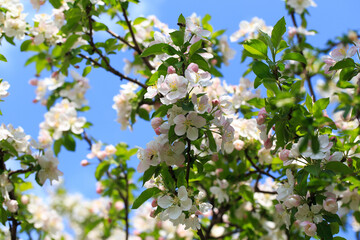 Blooming apple tree in the spring garden. Natural texture of flowering. Close up of white flowers on a tree. Against the blue sky