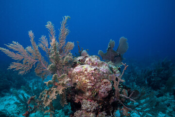 Fototapeta na wymiar Mesoamerican reef