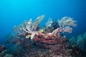 Fototapeta na wymiar Mesoamerican reef
