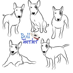 Cute Bull terrier dog doodle. Collection in different poses in free hand drawn illustration style.