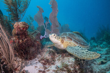 Green sea turtle on reef 