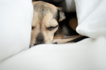 comfortable sleep, cute dog sleeps under a blanket