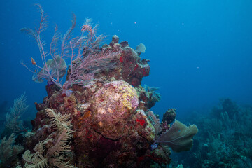 Mesoamerican reef