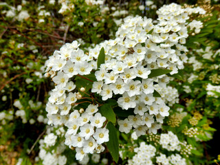 Cascade of white flowers of the shrub Spirea arguta (Brides wreath) 

