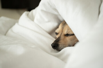 small dog under the blanket, funny pet in bed in white bed linen