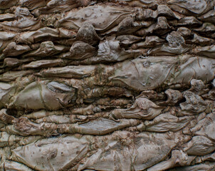 Close-up of the bark of cycas seemannii