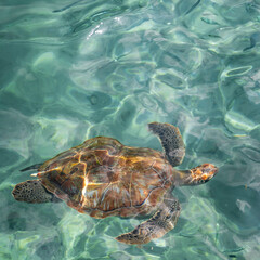 A sea Turtle swimming in a clear, tropical ocean. Room for copy