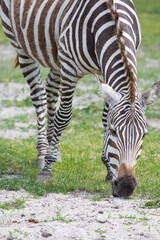 Fototapeta na wymiar Grant's zebra on the grass field in nature